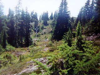 Meadows near Mount Strachan, Mount Strachan 1995-09.